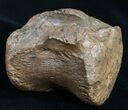 Very Nice Preserved Pachycephalosaurus Vertebrae #9941-1